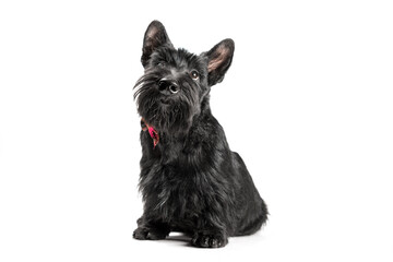 black scottish terrier puppy on a white background looking up