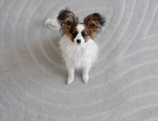 Cute papillon dog puppy sitting on grey carpet and looking up