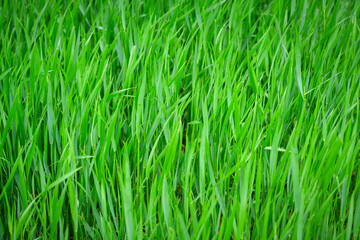 Fototapeta na wymiar Fresh green grass as background. Selective focus with shallow depth of field.