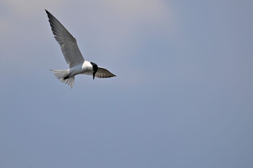 Gull-billed tern // Lachseeschwalbe (Gelochelidon nilotica) - Axios Delta, Greece