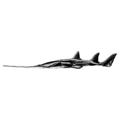 Sawfish hand drawing vector isolated on background. - obrazy, fototapety, plakaty