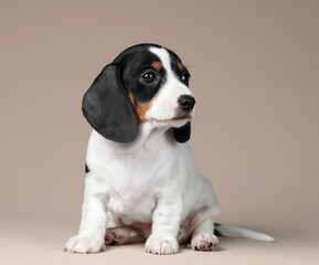 Cute little dachshund puppy on a beige background