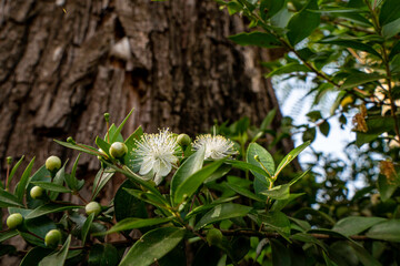 Delicate white myrtle flowers close-up. selective focus. Myrtus communis