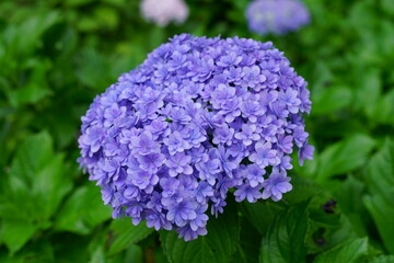 Obraz premium The flowers are starting to bloom