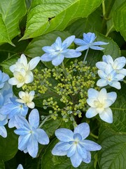 The flowers are starting to bloom