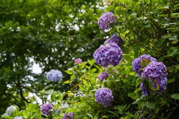 紫陽花