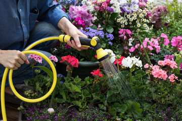 Woman with watering hose is watering colorful flowers in pots and containers in flower garden, pelargoniums in pots are watered on terrace with watering hose, flower care at home, public place concept