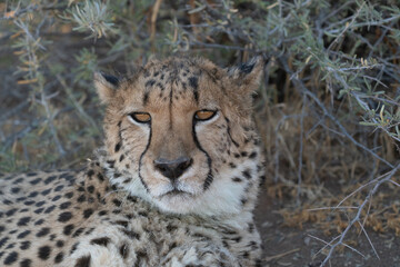 A cheetah searching for prey in the grasslands of the Kalahari Desert in Namibia.