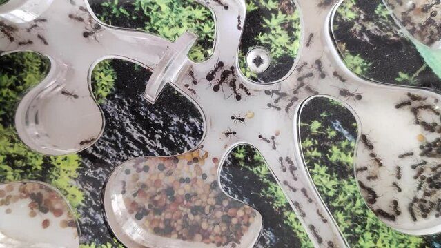 steppe reaper ants in formicaria