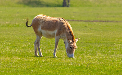 Horses on the meadow in the spring