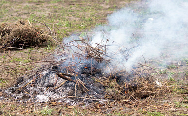 Obraz na płótnie Canvas Burning dry grass on the ground in the forest. Close-up
