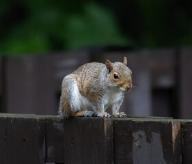 A charismatic North American squirrel, with its fluffy tail held high, gracefully exploring its woodland habitat.