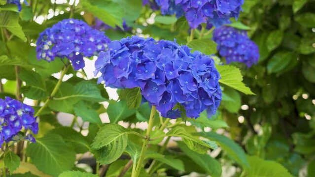 Blue hydrangea macrophylla flower in garden swaying in the wind close up