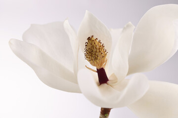 Fiore di magnolia reciso, petali dalle delicate tonalità bianco e avorio su fondo bianco