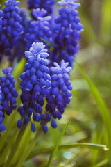 Purple common grape hyacinth background