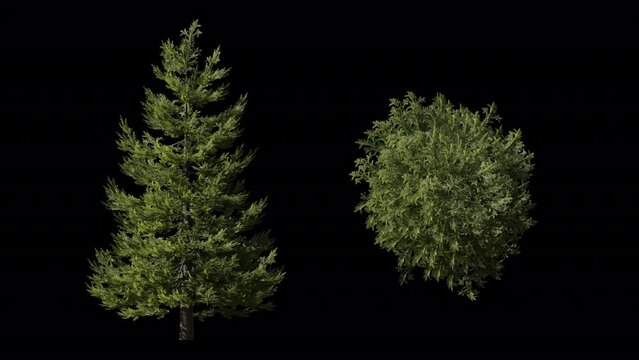 3d animation loop picas tree top and front view include alpha path.