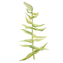 Watercolor illustration of orange lilies, hand drawn. For postcards, invitations, advertising