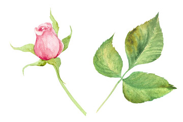 Watercolor illustration of roses hand drawn.For the design of cards, invitations,advertising