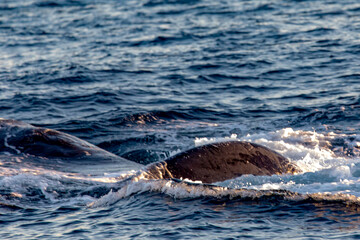Big whale diving in the deep sea of the Gulf of California where the Cortez Sea meets the Pacific...