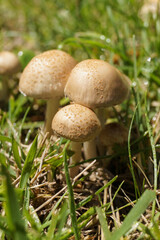 Wild mushroom growing in grass field. Panaeolus subalteatus. Hallucinogenic psilocybin containing mushroom entheogen. Side view.         