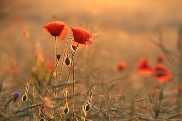 Poppies in the field at sunrise - 616915871