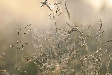 Spider web on a meadow during sunrise - 616915874
