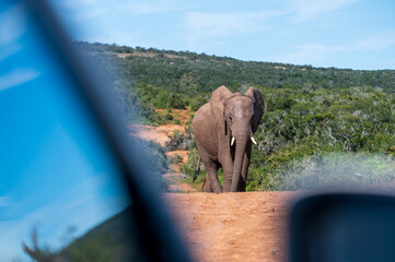 keiner Elefant auf Safari im Addo Elephant Park