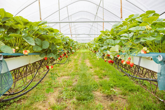 Ripe strawberry plants in rows at plantation