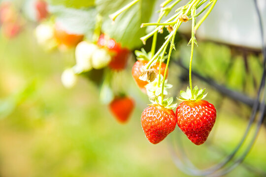 Red strawberries hanging from plant in springtime
