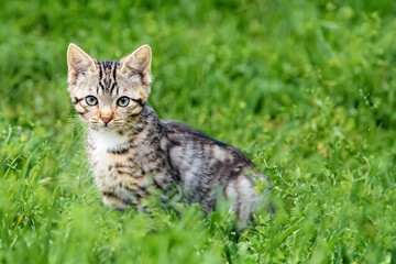 Naklejka na ściany i meble A small kitten on a green lawn