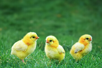 Fototapeta premium Little chickens on a green lawn. Cute fluffy chickens together on green grass outdoors