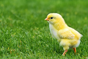 A little yellow Chicken runs on the green grass