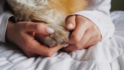 Dog paws massage close-up HD.dog in focus lying on a bed while being massaged.