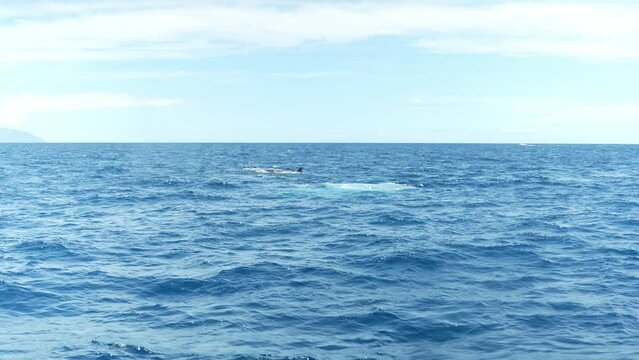Sei whales breaching the surface of the water in Los Gigantes of the Canary Islands