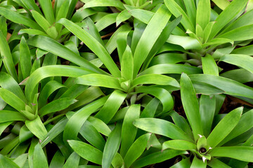Bromeliad in the garden. Colorful plant leaves