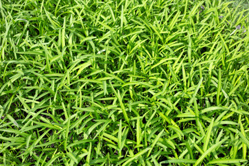 Water spinach or water convolvulus in vegetable patch