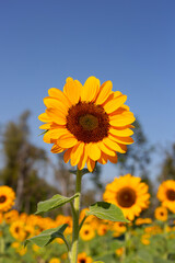 Sunflower field with blue sky. Beautiful summer landscape.