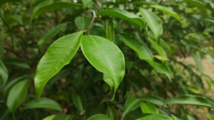 Fototapeta na wymiar The walik banyan or breech banyan is a species of ficus kurzii in the family Moraceae, native to China (Yunnan), Indochina and Malaysia.