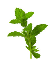 A branch of lemon balm with fresh leaves on a white background.