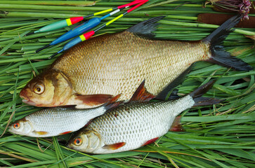 Bream and roach on green reeds next to fishing floats.