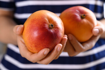 Mango fruit (Tommy Atkins) holding by woman hand, Tropical fruit