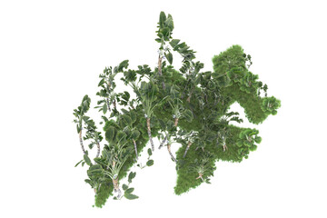 Tropical forest isolated on transparent background. 3d rendering - illustration