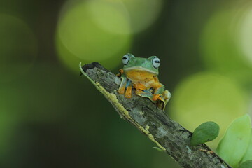 Obraz premium frog, green frog, flying frog, two cute green frogs