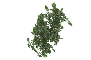 Tropical forest isolated on transparent background. 3d rendering - illustration