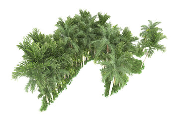 Palm trees isolated on transparent background. 3d rendering - illustration