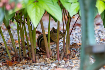 A stealthy chipmunk finding solace behind lush foliage, its keen eyes peeking out with a playful curiosity, blending seamlessly with its green sanctuary.
