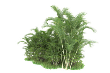 Tropical forest isolated on transparent background. 3d rendering - illustration