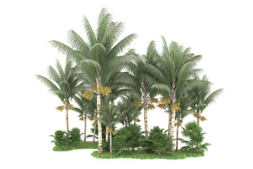 Fototapeta na wymiar Tropical forest isolated on transparent background. 3d rendering - illustration