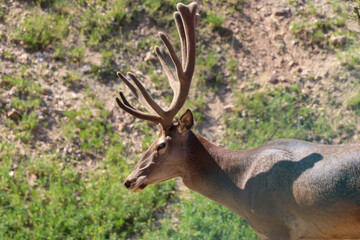 Longhorn deer walking in a nature park. Photo of deer roaming on a sunny day.