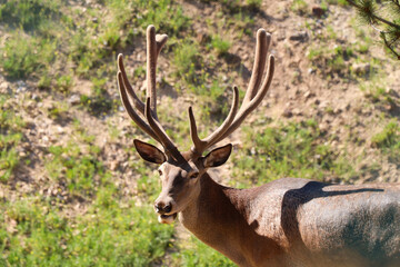 Naklejka na ściany i meble Longhorn deer walking in a nature park. Photo of deer roaming on a sunny day.